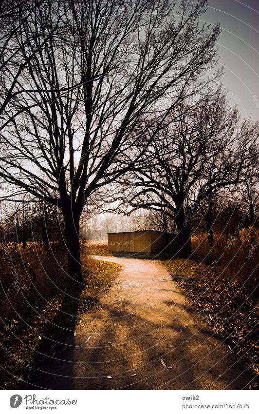 Geradewegs Umwelt Natur Landschaft Pflanze Horizont Winter Klima Schönes Wetter Baum Sträucher Hütte Bauwerk Gebäude Wellblechhütte Wege & Pfade leuchten ruhig