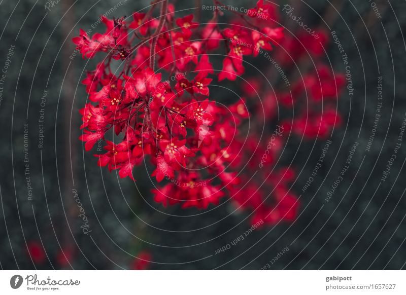 rote Tupfer Umwelt Natur Sommer Pflanze Blume Blüte Garten Blühend natürlich Lebensfreude Frühlingsgefühle zart Romantik Duft Farbfoto Außenaufnahme Nahaufnahme