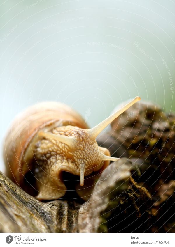 schhhh... Farbfoto Außenaufnahme Nahaufnahme Textfreiraum oben Tag Schwache Tiefenschärfe Froschperspektive Tierporträt Vorderansicht Blick in die Kamera Park