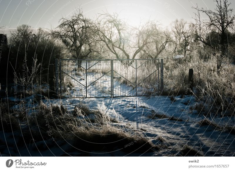 Wintergarten Umwelt Natur Landschaft Wolkenloser Himmel Horizont Schönes Wetter Eis Frost Baum Sträucher Garten Tor glänzend leuchten hell kalt ruhig Idylle