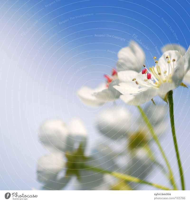 blütentraum II Pflanze Himmel Wolken Frühling Schönes Wetter Blüte Blühend Duft schön weich blau grün rosa weiß Frühlingsgefühle Leben Wachstum