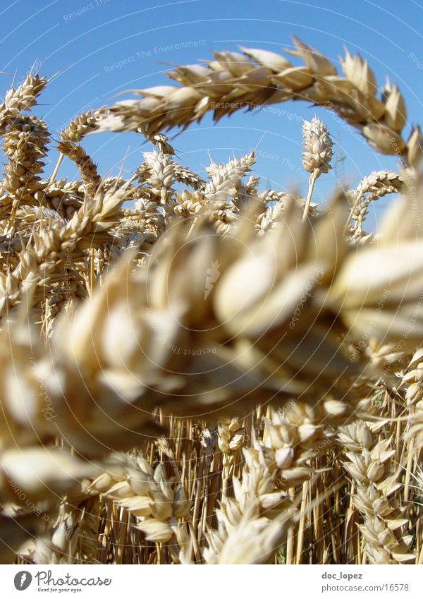 euer_Aehren_1 Weizen Feld Unschärfe beige Kornfeld Landwirtschaft Mitte Ähren Detailaufnahme Perspektive Himmel Landschaft 's Laendle