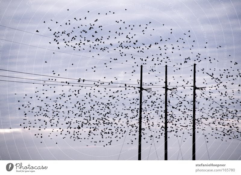 Some birds Farbfoto Außenaufnahme Menschenleer Textfreiraum oben Textfreiraum unten Morgen Morgendämmerung Himmel Wolken Tier Vogel Flügel Schwarm fliegen