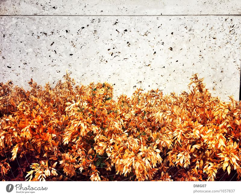 Herbst Umwelt Natur Frühling Sommer Klima Klimawandel Wetter Pflanze Blume Gras Sträucher Blatt Blüte Dorf Fischerdorf Kleinstadt Hauptstadt Hafenstadt