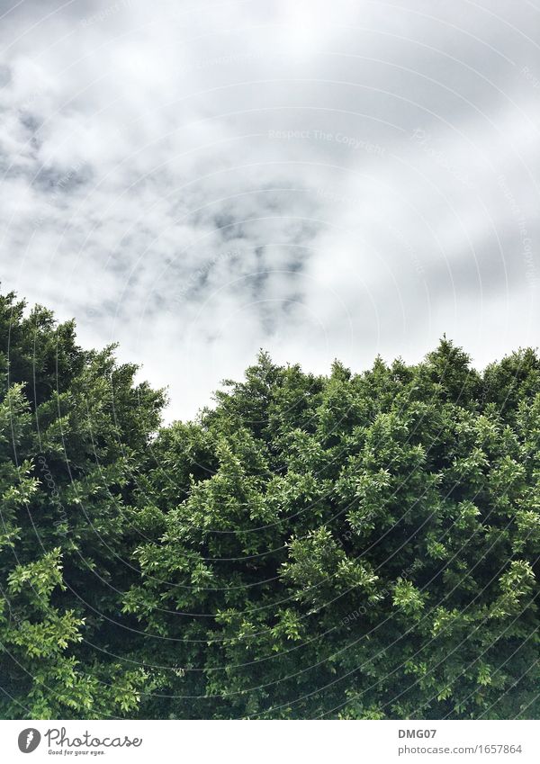 Geteilt Umwelt Natur Landschaft Luft Himmel Wolken Gewitterwolken Frühling Sommer Herbst Winter Klima Klimawandel Wetter Pflanze Baum Blatt Garten Park Wald