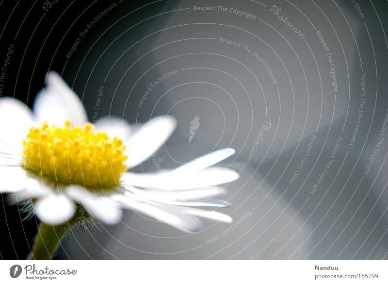 Ein Blümeli Umwelt Natur Pflanze Blume Blüte Gänseblümchen ästhetisch schön klein positiv Sauberkeit gelb grau weiß Leichtigkeit Vergänglichkeit Blendenfleck