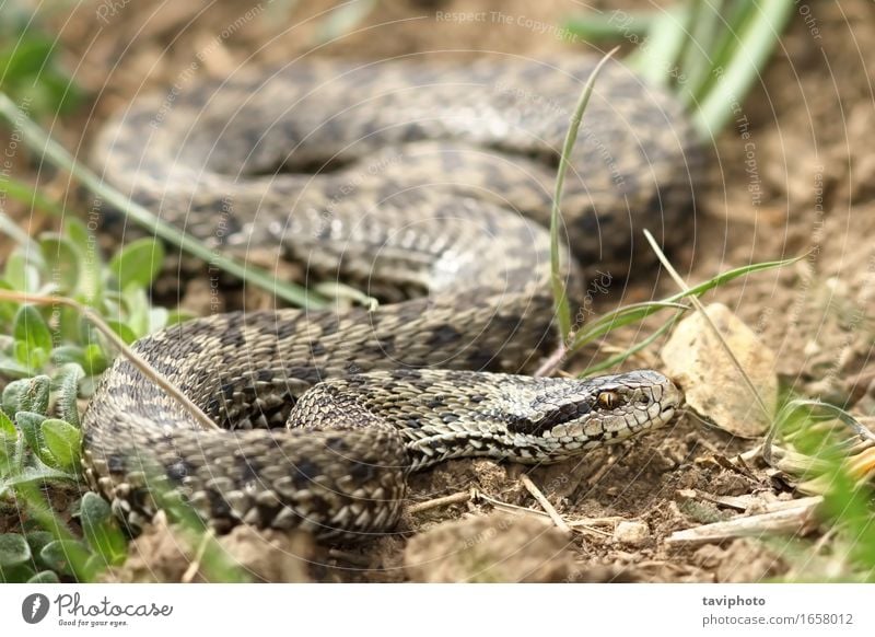 weibliche Wiesenviper im natürlichen Lebensraum schön Frau Erwachsene Natur Tier Schlange einzigartig wild braun Angst gefährlich Rakkosiensis selten Reptil