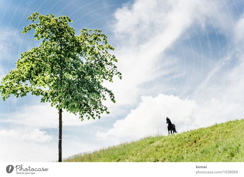 AST9 | Hi, Fury! Umwelt Natur Landschaft Himmel Wolken Sonnenlicht Sommer Schönes Wetter Baum Grünpflanze Wiese Tier Nutztier Pferd 1 stehen Wachstum warten