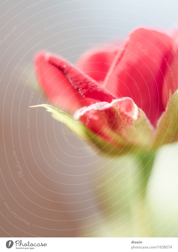 AST 9 | Dachterrassen-Röschen - 2 Pflanze Blume Blüte Topfpflanze Rose Blühend Wachstum schön klein natürlich Natur Farbfoto Außenaufnahme Nahaufnahme