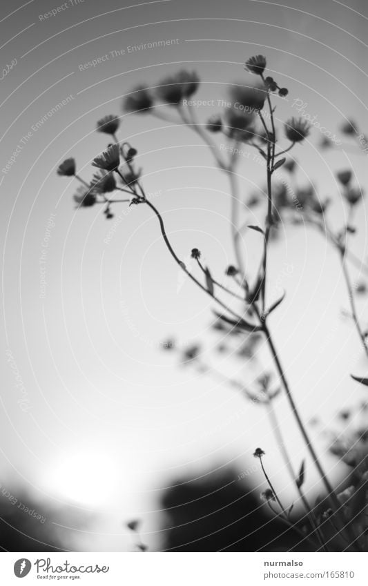 zärtlichkeit Schwarzweißfoto Menschenleer Morgendämmerung Unschärfe Kamillenblüten Grafik u. Illustration Natur Pflanze Tier Wildpflanze Wiese Feld