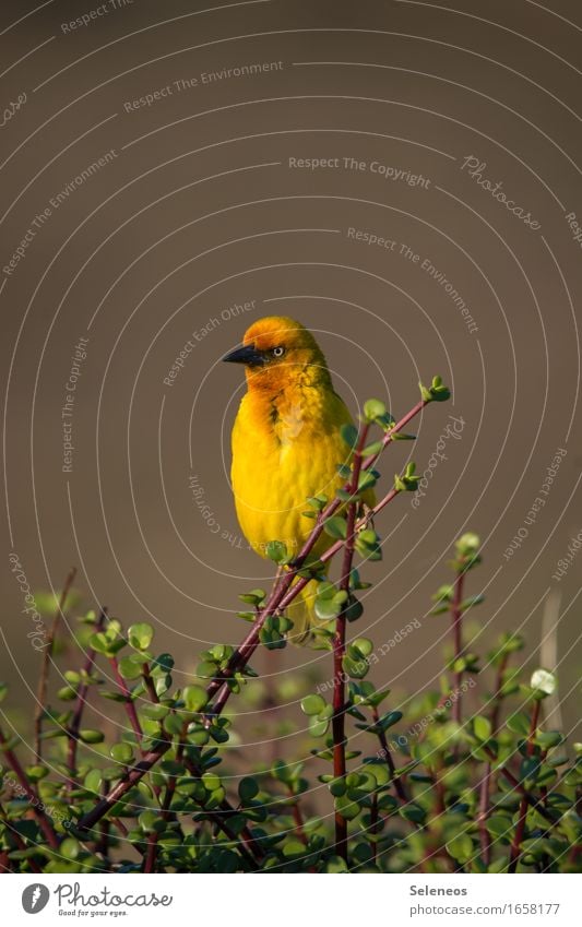 Webervogel Tourismus Ausflug Abenteuer Ferne Freiheit Umwelt Natur Pflanze Sträucher Tier Wildtier Vogel Tiergesicht 1 frei natürlich gelb Farbfoto