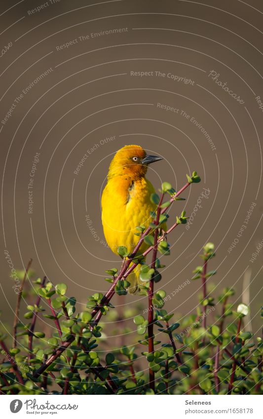 Piep show Ferien & Urlaub & Reisen Ausflug Abenteuer Safari Expedition Sommer Sommerurlaub Umwelt Natur Sträucher Tier Wildtier Vogel Tiergesicht Webervogel 1