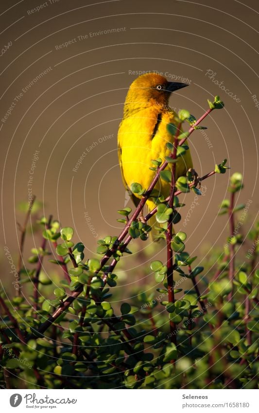 Webervogel Ferien & Urlaub & Reisen Tourismus Ausflug Safari Expedition Camping Sommer Sommerurlaub Sonne Umwelt Natur Pflanze Sträucher Tier Wildtier Vogel