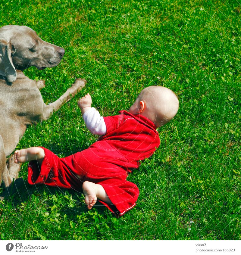 Entdeckerchen harmonisch Spielen Mensch Kind Baby Kleinkind Mädchen Kindheit Ohr Arme Hand Gesäß Beine Fuß 1 0-12 Monate Umwelt Sommer Wetter Gras Tier Haustier