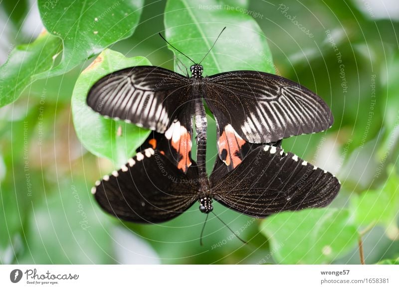 Doppeldecker Tier Schmetterling Zoo 2 grau grün rot schwarz Nahaufnahme Tierpaar paarweise Farbfoto Gedeckte Farben Innenaufnahme Menschenleer