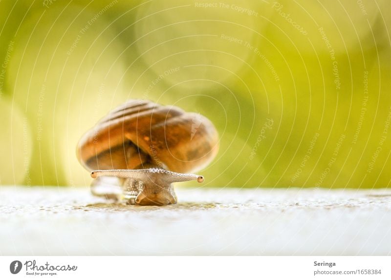 Schneckenstar im Licht Natur Garten Wiese Tier Wildtier Tiergesicht 1 schön Farbfoto mehrfarbig Außenaufnahme Nahaufnahme Detailaufnahme Makroaufnahme