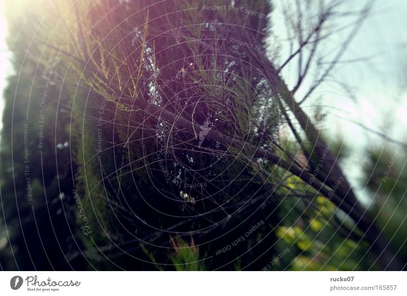 Gartenknipse Farbfoto Außenaufnahme Detailaufnahme Experiment Textfreiraum unten Licht Lichterscheinung Sonnenlicht Schwache Tiefenschärfe Pflanze Baum