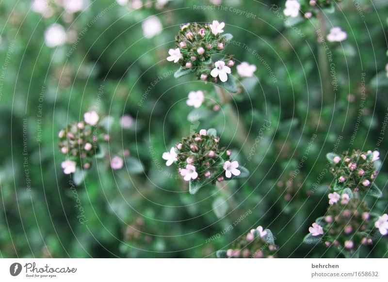 gewürz(t) Natur Pflanze Sommer Blume Blatt Blüte Kräuter & Gewürze Majoran Oregano Thymian Garten Park Wiese Blühend Duft schön klein geschmackvoll