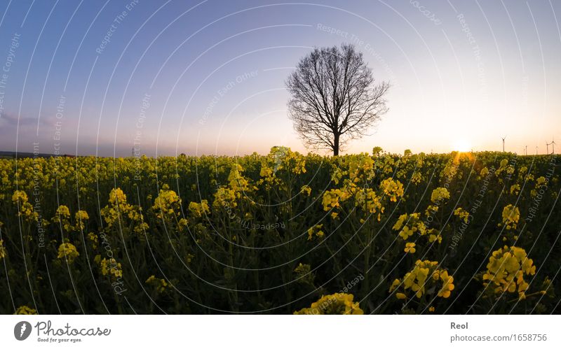 Abendliches Rapsfeld Natur Landschaft Pflanze Himmel Wolkenloser Himmel Sonne Sonnenaufgang Sonnenuntergang Sonnenlicht Frühling Sommer Baum Feld wild