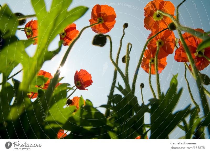 Ameisenperspektive Farbfoto mehrfarbig Außenaufnahme Nahaufnahme Detailaufnahme Makroaufnahme Tag Schatten Sonnenlicht Sonnenstrahlen Gegenlicht