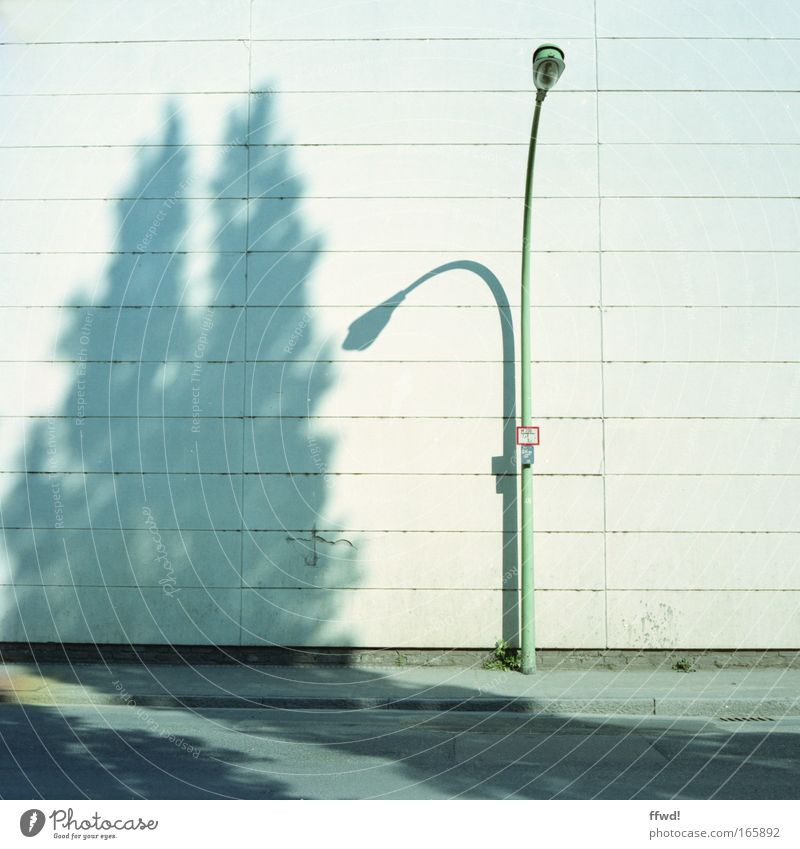 Vorstadtgewächs Farbfoto Außenaufnahme Tag Schatten Zentralperspektive Pflanze Baum exotisch Stadt Gebäude Mauer Wand Fassade Straße Wege & Pfade Lampe Laterne