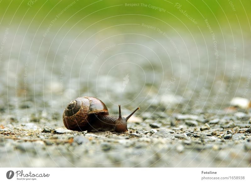 Bewegungsunschärfe? Heut nicht! Umwelt Natur Tier Urelemente Erde Sand Sommer Schnecke 1 klein nah natürlich Schneckenhaus Weichtier Fühler krabbeln schleimig