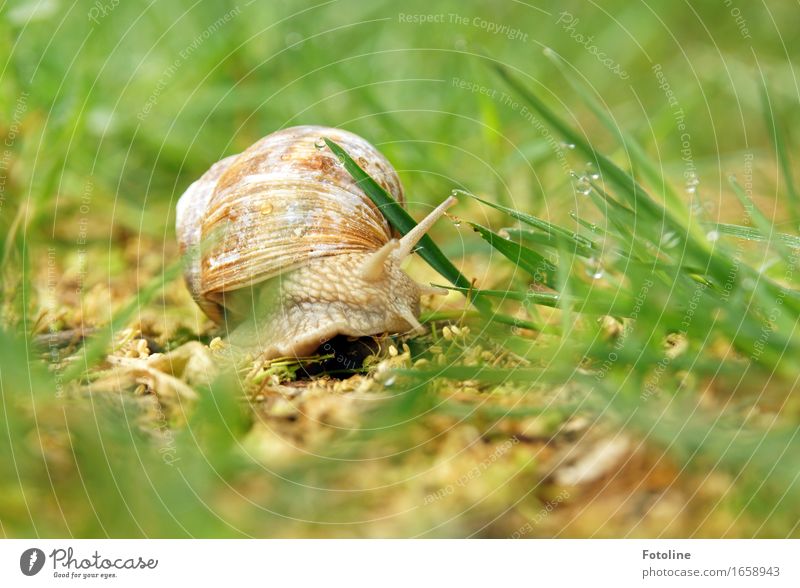 Abbiegen Umwelt Natur Pflanze Tier Urelemente Erde Wasser Wassertropfen Sommer Gras Garten Park Wiese Schnecke 1 hell nah nass natürlich braun grün