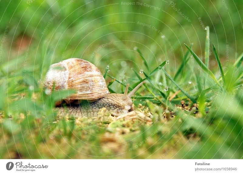 Auf Reisen Umwelt Natur Pflanze Tier Urelemente Erde Wasser Wassertropfen Sommer Schönes Wetter Gras Garten Park Wiese Schnecke 1 frei klein nah nass natürlich