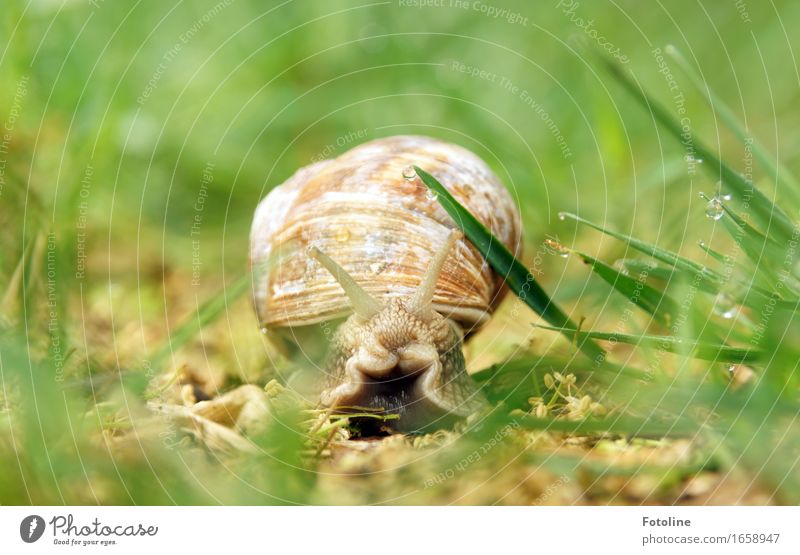 Unterwegs mit Wohnwagen Umwelt Natur Pflanze Tier Urelemente Erde Wasser Wassertropfen Sommer Schönes Wetter Gras Garten Park Wiese Schnecke 1 hell nah nass