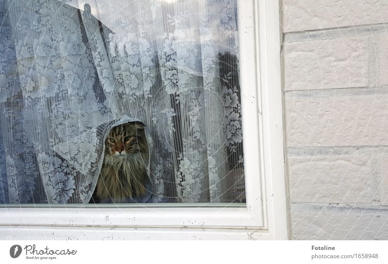 Was'n da los? Tier Haustier Katze Tiergesicht Fell 1 frech weich Wand Fenster Fensterscheibe Gardine Hauskatze Säugetier Maine Coon Farbfoto Gedeckte Farben