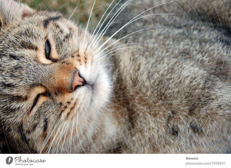 Katze Tier Haustier 1 Erholung genießen liegen schlafen Katzenkopf Katzenzunge Hauskatze Farbfoto Nahaufnahme Detailaufnahme Tierporträt