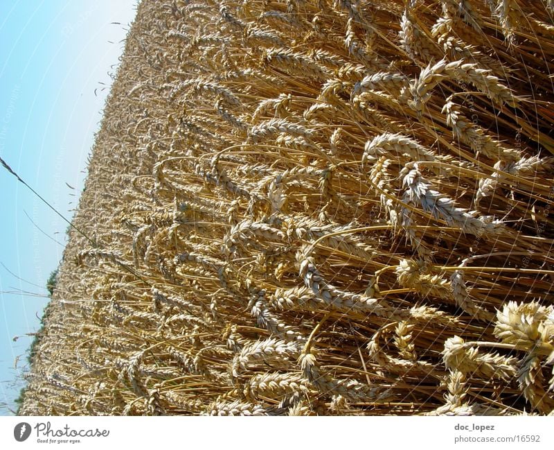 KornMeer Kornfeld Weizen Getreide Feld Landwirtschaft gelb Ähren Landschaft Himmel Aussicht blau tief Perspektive aus der Hüfte