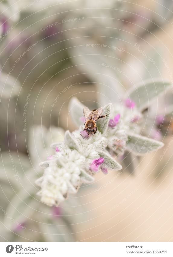 Honigbiene, Hyläus, sammelt Pollen Lebensmittel Ernährung schön Gesundheit Umwelt Natur Pflanze Tier Blume Garten Nutztier Biene 1 braun gelb gold grün violett