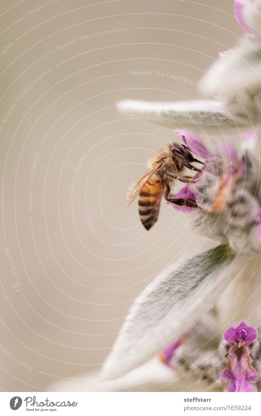 Honigbiene, Hyläus, sammelt Pollen Gesundheit Umwelt Natur Pflanze Tier Blume Blatt Blüte Garten Nutztier Biene 1 braun gelb gold grün violett rosa Farbfoto