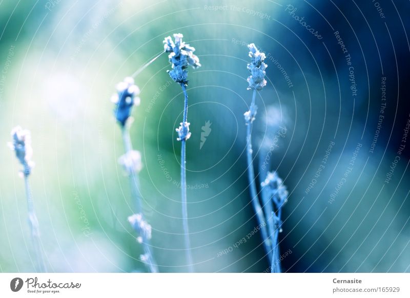 Mondblumen Gedeckte Farben Außenaufnahme Menschenleer Tag Licht Schatten Kontrast Lichterscheinung Sonnenlicht Sonnenstrahlen Schwache Tiefenschärfe Natur