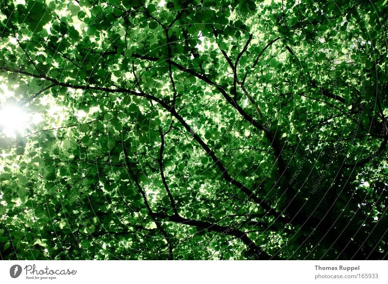 Blätterwald Farbfoto Außenaufnahme Menschenleer Tag Sonnenlicht Sonnenstrahlen Natur Frühling Pflanze Baum Blatt Ast grün Umwelt