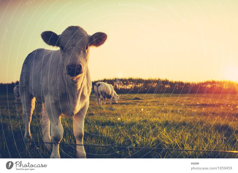 Flauschig | hinter den Ohren Ernährung Bioprodukte Ferien & Urlaub & Reisen Sommer Landwirtschaft Forstwirtschaft Umwelt Natur Tier Wiese Feld Nutztier 1