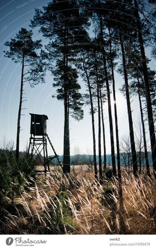 Schießbude Umwelt Natur Landschaft Pflanze Wolkenloser Himmel Horizont Baum Sträucher Wildpflanze Jagd Arbeitsplatz Nadelbaum Wald Bauwerk Holz leuchten stehen