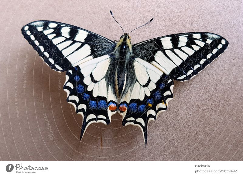 Schwalbenschwanz; Papilio; machaon; Schmetterling; Tagfalter frei schwarz weiß Insekt Edelfalter Fleckenfalter Edelschmetterling neutral Dovetail Butterfly