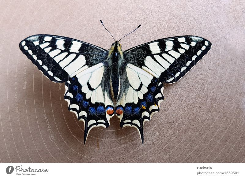 Schwalbenschwanz; Papilio; machaon; Schmetterling; Tagfalter frei schwarz weiß Insekt Edelfalter Fleckenfalter Edelschmetterling neutral Dovetail Butterfly