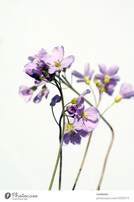 Wiesenschaumkraut; Cardamine, pratensis; Wiesenblume Pflanze Blüte Wildpflanze weiß Unkraut Wildgemuese Heilpflanzen Feldflora Wildflora Apothekergartenpflanze