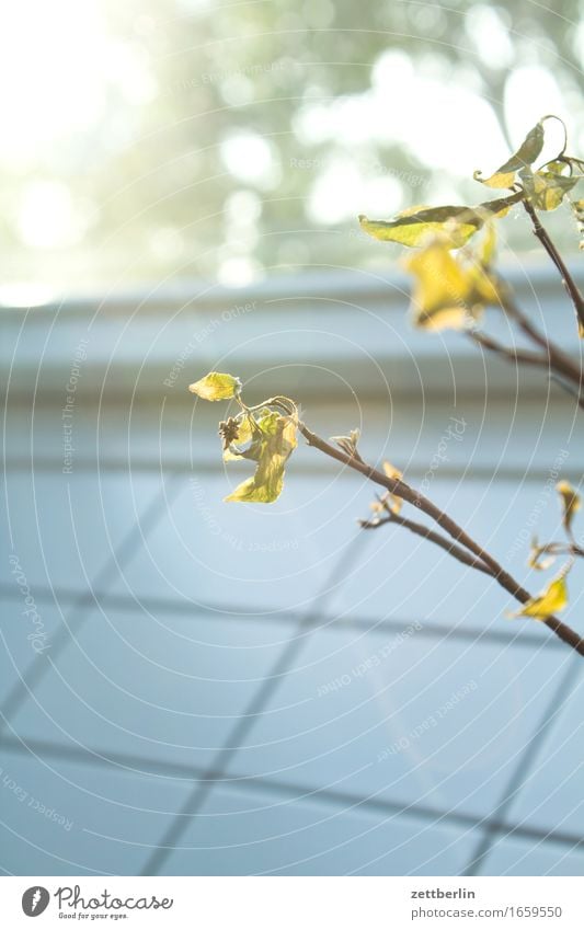 Sag es mit Blumen Blüte Blatt Blumenstrauß Ast Zweig Vase Fliesen u. Kacheln wandfliese Fenster Licht hell Häusliches Leben Wohnung Schmuck Baumschmuck Raum