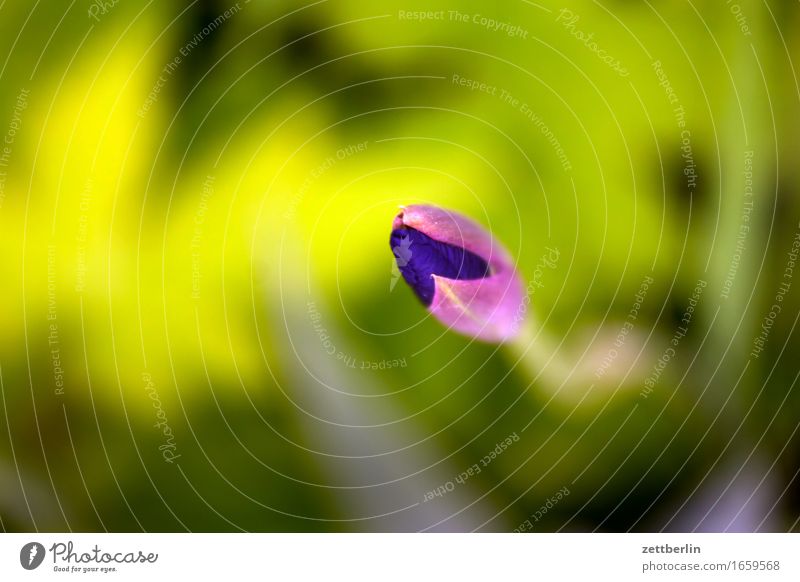 Demnächst eröffnet für Sie hier eine Blume Blühend Blüte Erholung friedlich Garten Gras Schrebergarten Natur Rasen ruhig Sommer Textfreiraum Wachstum Wetter