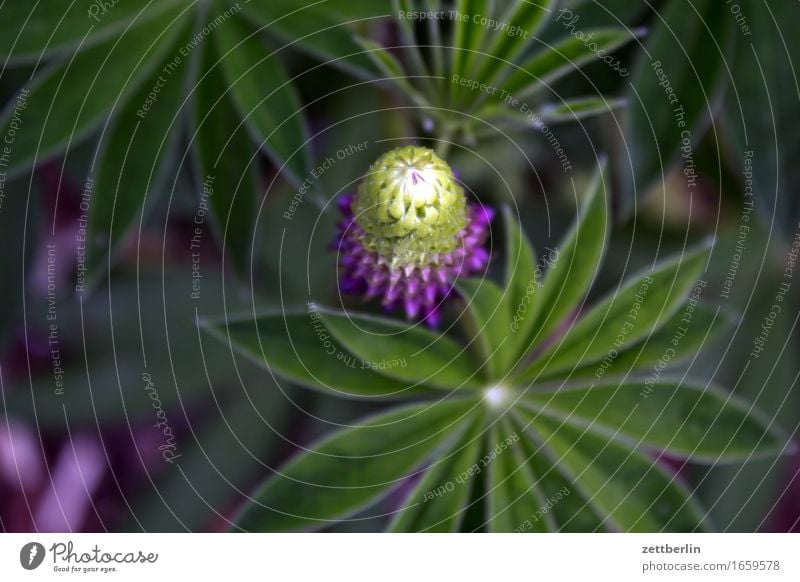 Lupine Blume Blühend Blüte Blütenknospen Frühling Erholung friedlich Garten Gras Schrebergarten Natur Rasen ruhig Sommer Textfreiraum Wachstum Wetter Wiese