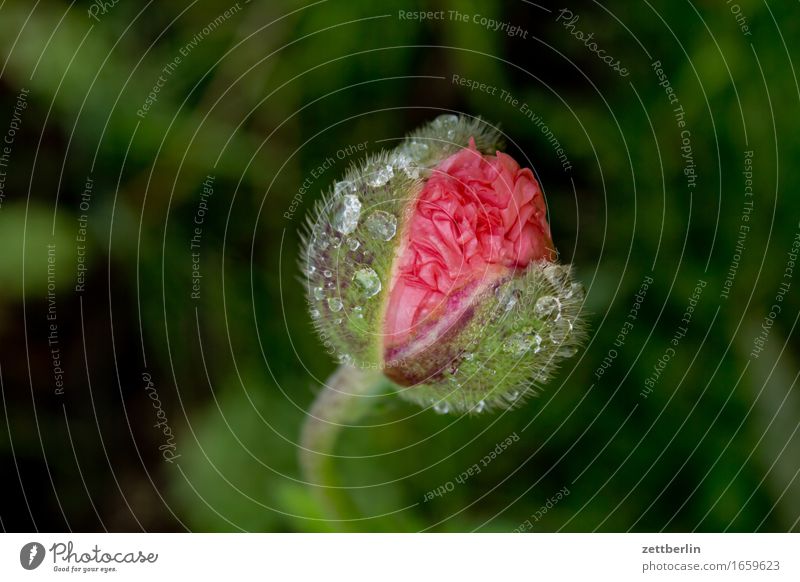 Mohn again Blume Blühend Blüte Erholung friedlich Garten Gras Schrebergarten Samenpflanze Mohnkapsel Mohnblatt Klatschmohn Natur Rasen ruhig Sommer Textfreiraum