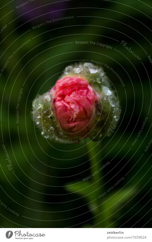 Mohn Blume Blühend Blüte Erholung friedlich Garten Gras Schrebergarten Samenpflanze Mohnblatt Klatschmohn Natur Rasen ruhig Sommer Textfreiraum Wachstum Wasser