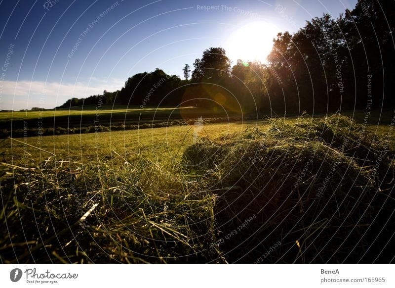 Wiese Landwirtschaft Umwelt Natur Landschaft Pflanze Himmel Wolkenloser Himmel Sonne Sonnenaufgang Sonnenuntergang Sonnenlicht Frühling Schönes Wetter Wärme