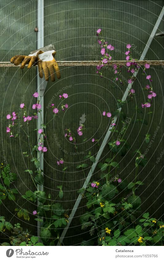 Höchste Zeit, verwaistes Gewächshaus mit Gartenhandschuhe Freizeit & Hobby Gartenarbeit Gärtner Pflanze Blume Wildpflanze Schnecke Glas Metall