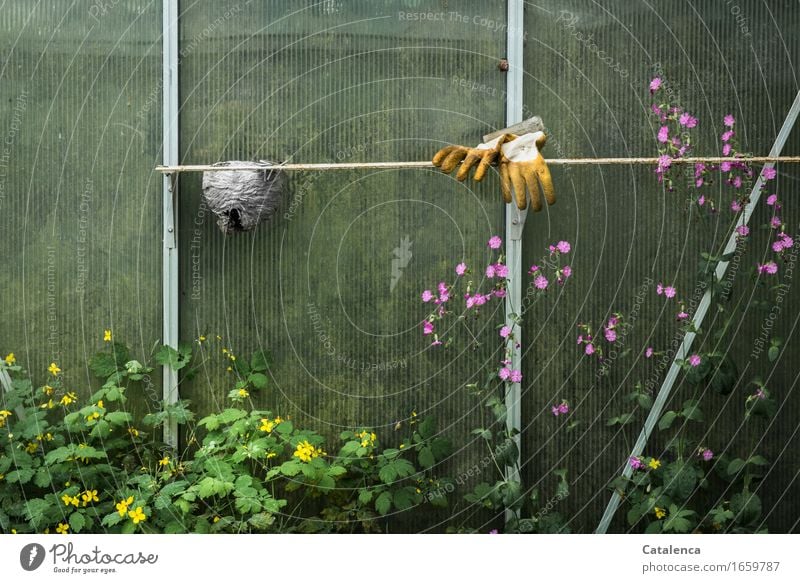 Gewächshaus, Gartenhandschuhe, Wespennest und Unkraut Freizeit & Hobby Gartenarbeit Gärtner Sommer Pflanze Blume Blatt Blüte Wildpflanze Schöllkraut Handschuhe