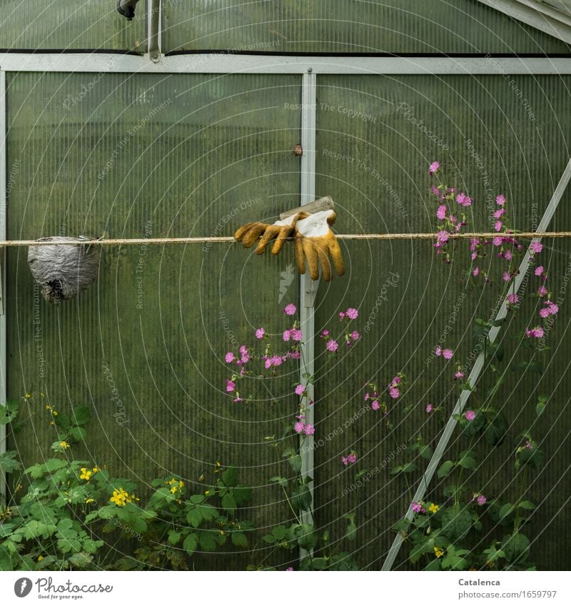 Schon länger nichts mehr getan im verwaistem Gewächshaus mit Gartenhandschuhe und Wespennest Gartenarbeit Pflanze Blatt Blüte Glas Metall